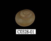 藏品(球蝸牛)的圖片